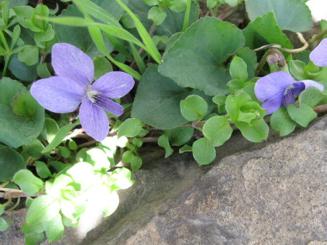 Violets for All Seasons